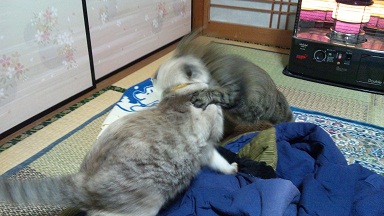 チーとシマ取っ組み合い