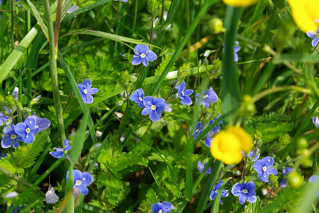 0607 Wild flowers of.jpg
