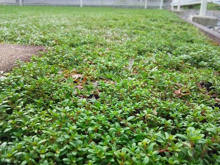 ロンギカウリスタイムはクラピア庭の脇役です 緑の温もりを感じる庭づくり 北限のクラピア 楽天ブログ