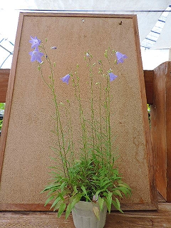 イトシャジン