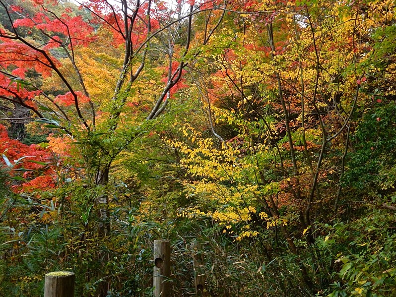 洞川湖畔の紅葉2.JPG