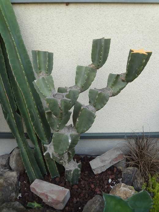 サボテン：柱サボテン ブランチ 7号鉢植え24-03 の通販 | 園芸ネット