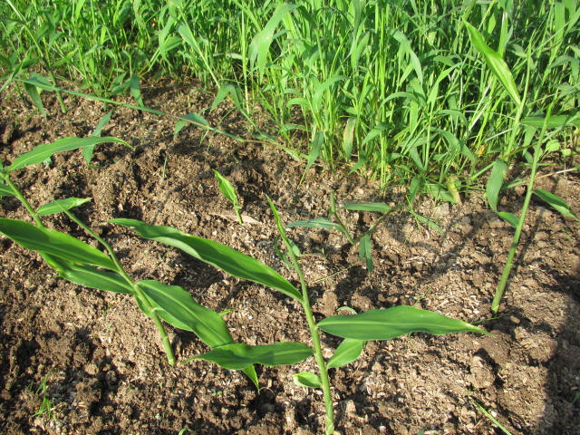 しょうがの草引き（201606）