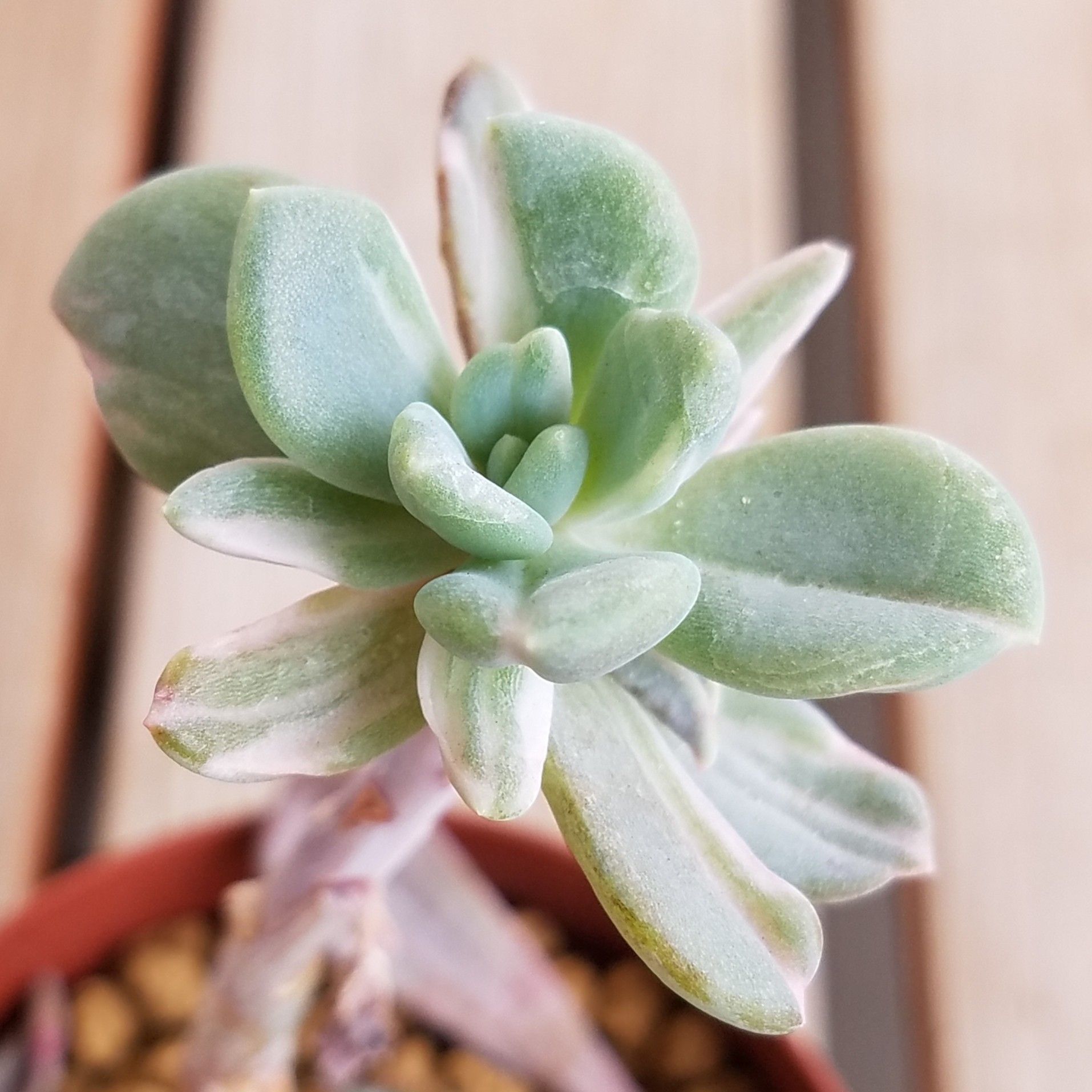 専用‼︎多肉植物^o^ 希少❣️葉挿し赤ちゃんオビフェルム×ベビー