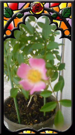 盆栽の薔薇.JPG