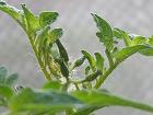 新しい蕾も次々と