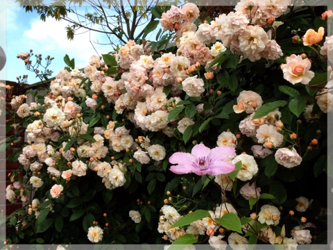 ローズ&グラスガーデン