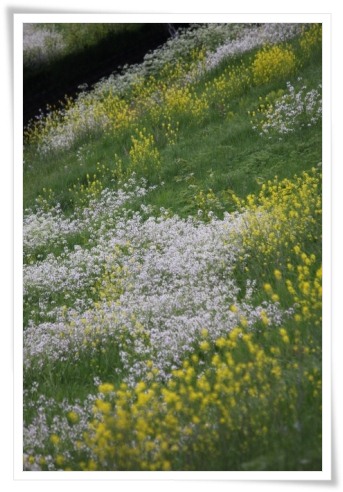 犀川河川敷-2 菜の花とダイコン-2 13.5.4