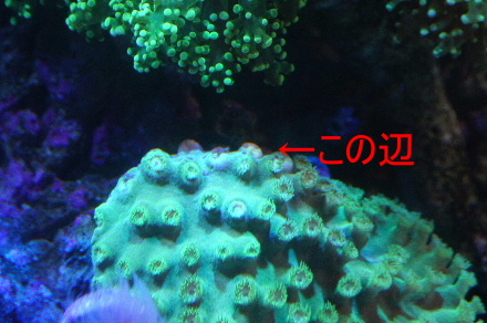 2012_1113ｸﾓﾋﾄﾃﾞ､ｵｵｽﾘﾊﾞﾁ0017-a.JPG