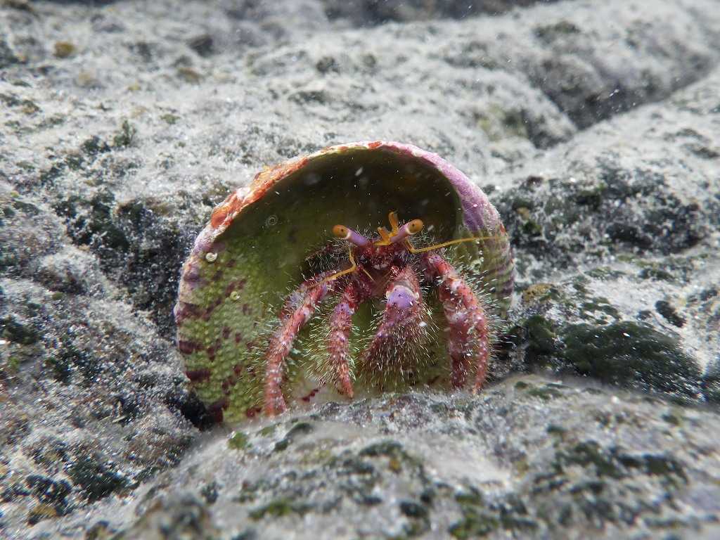 串本磯採集2023年7月上旬41　イシダタミヤドカリ（Dardanus crassimanus）