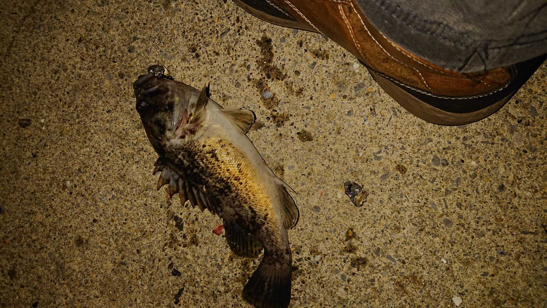 4ページ目の 海釣り ｎの釣行記 楽天ブログ