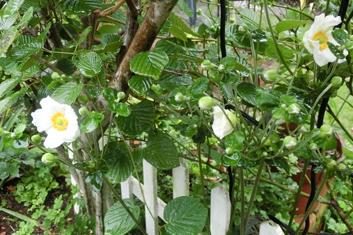 シュウメイギク白