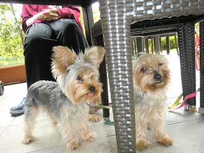 犬おでかけ 京都府 どらちゃん お出かけですよ 犬と旅行記 楽天ブログ