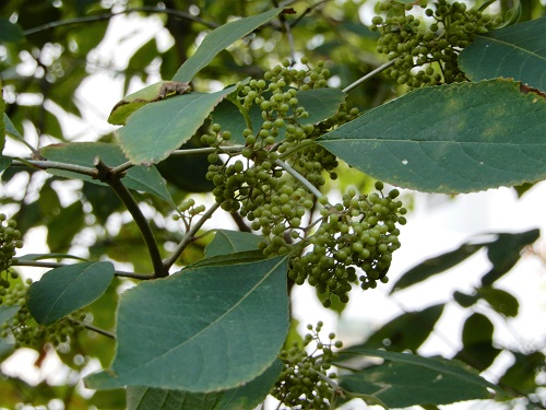 ムラサキシキブ (2).JPG