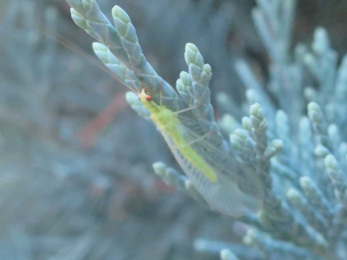 うどんげの花を発見 天水ブログ 楽天ブログ