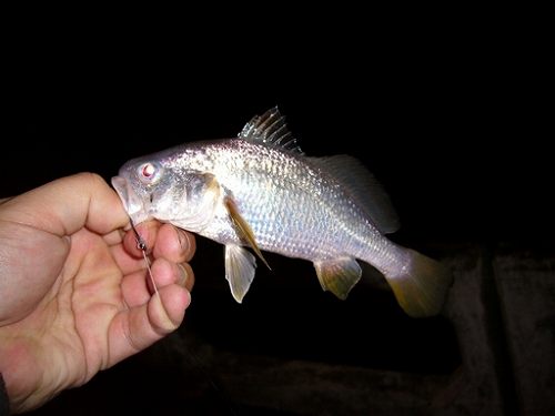 4_Corvina_Mongagua.jpg