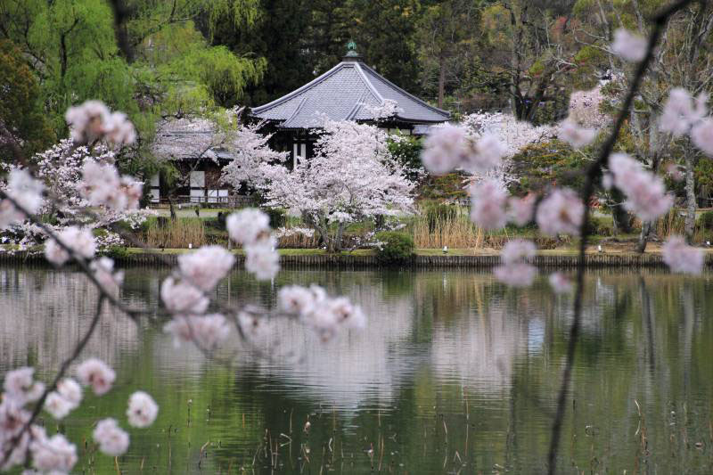 大沢池_005.jpg