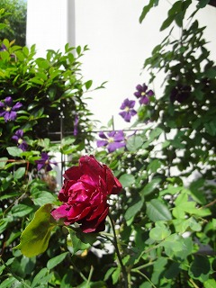 DSC05362.jpg