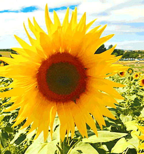 large-yellow-sunflower-close-up-animated-gif.gif