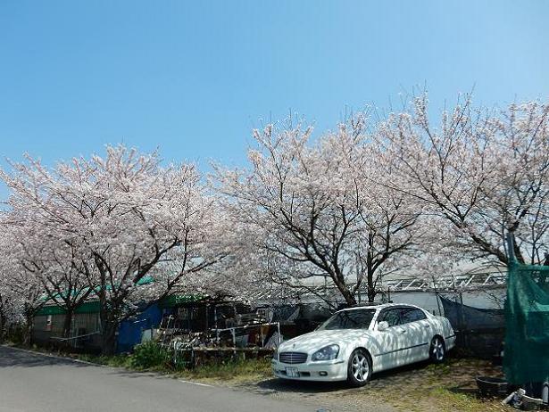 上栢間さくら