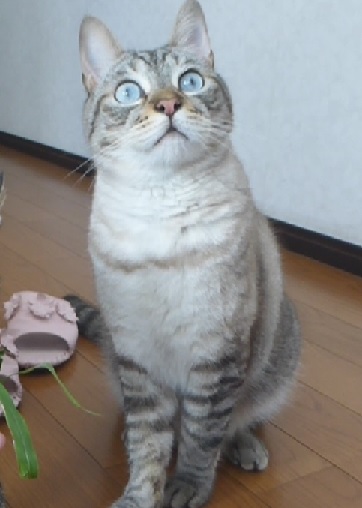 ロク126