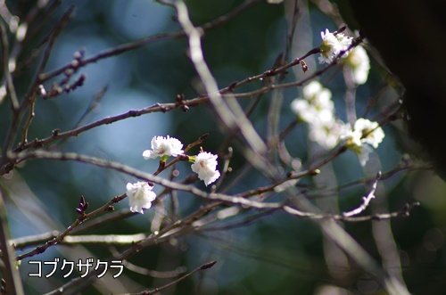 浜離宮恩賜庭園にて