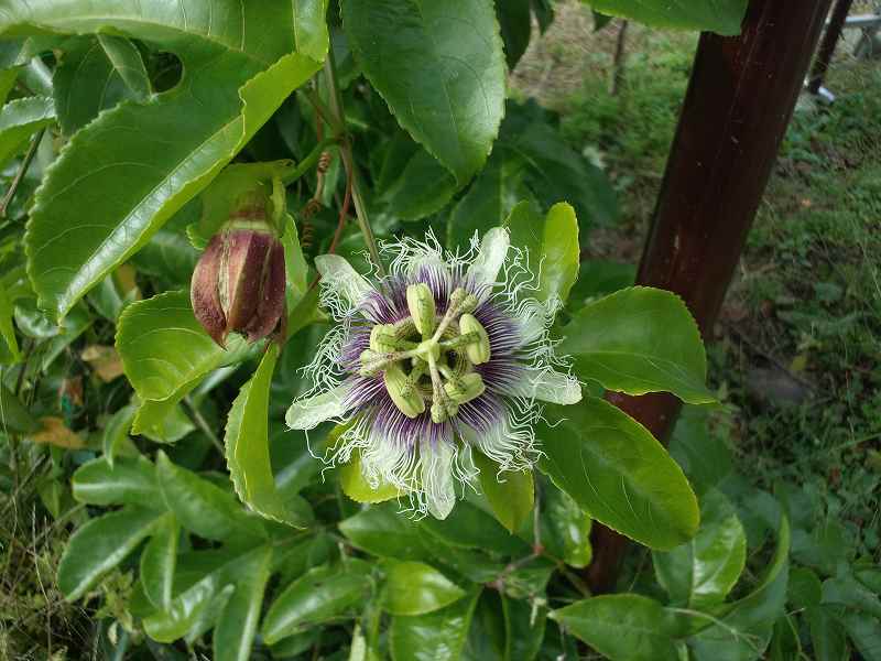 パッションフルーツの花。