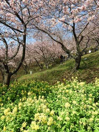 まつだ桜まつり