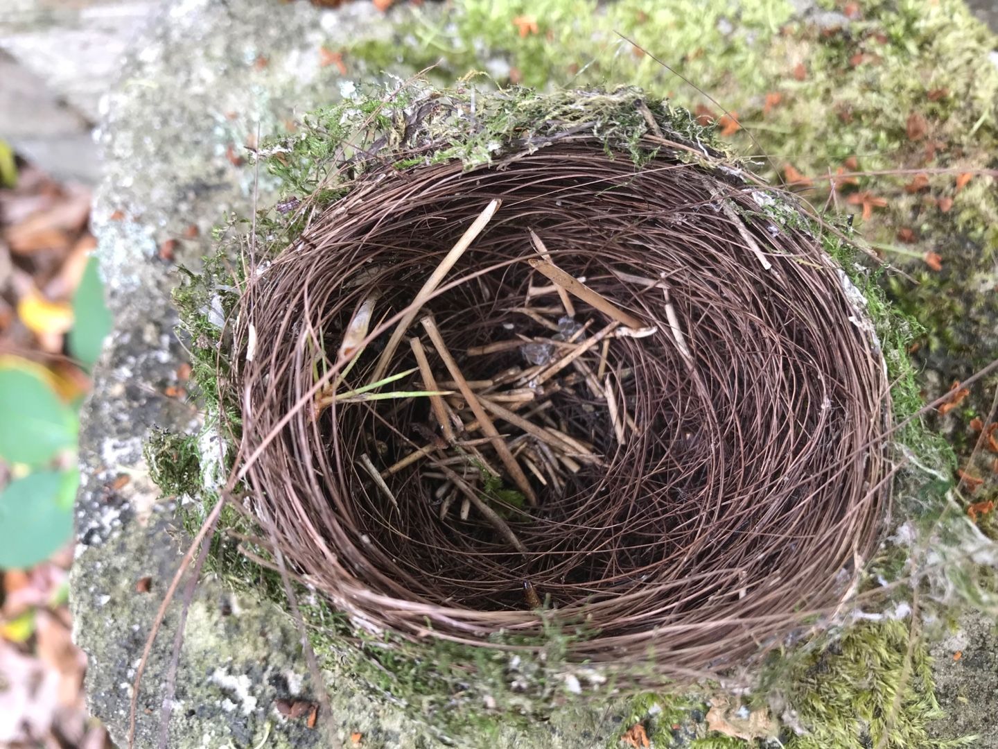 エナガの巣 のん木ぶろぐ 楽天ブログ