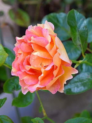 s-DSC_0005 (1).jpg