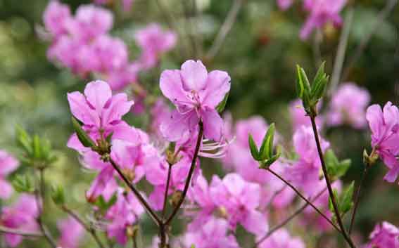 神山森林公園のつつじ-2♪