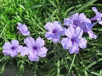 誕生花のないヤナギバルイラソウ 柳葉ルイラ草 の花言葉 勇気と力 おしべとめしべを隠した薄い青紫色の花の 愛らしさ 弥生おばさんのガーデニングノート 花と緑の365日 楽天ブログ
