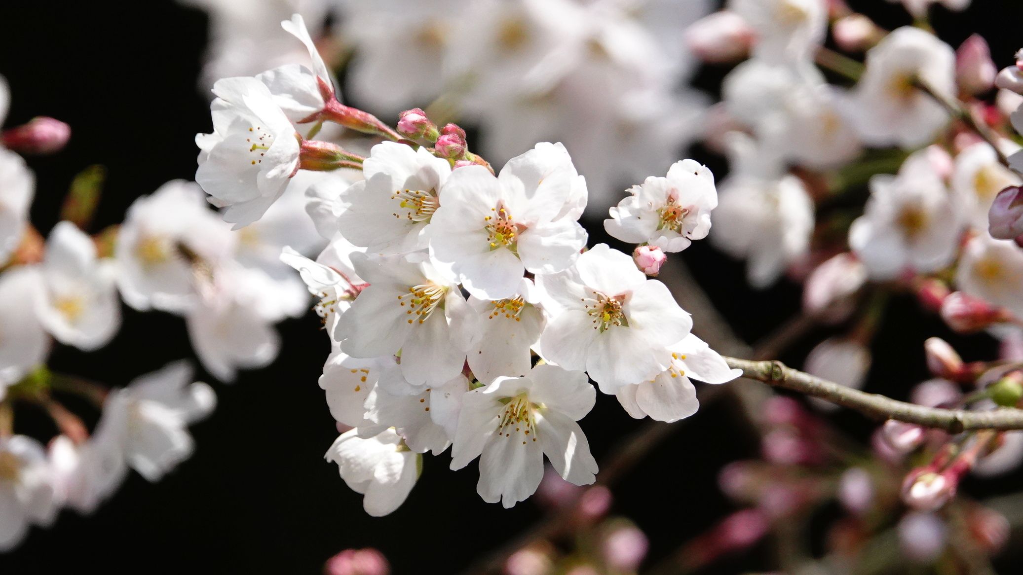 百花繚乱 春爛漫 | アウトドア親爺の徒然日記 - 楽天ブログ