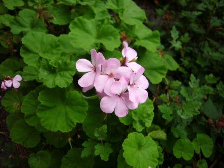 P1150040（ゼラニウム）.jpg