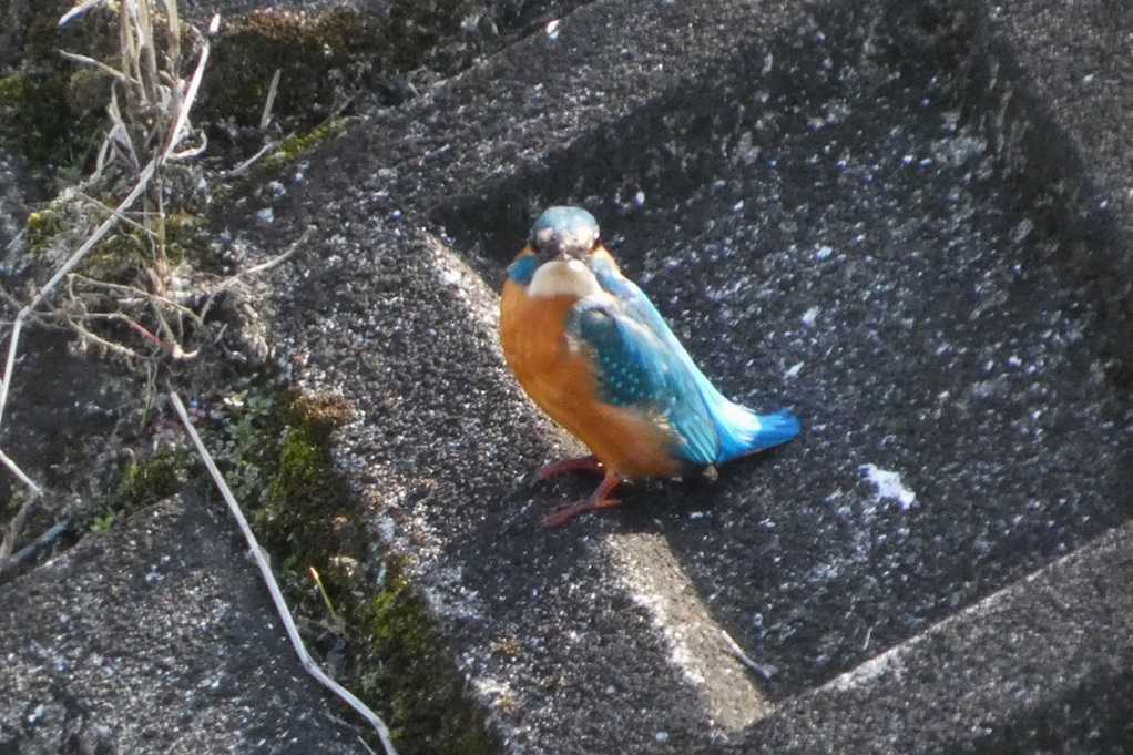 515