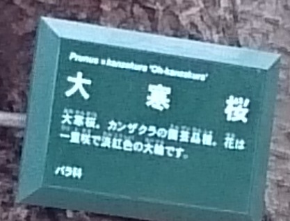大寒桜２