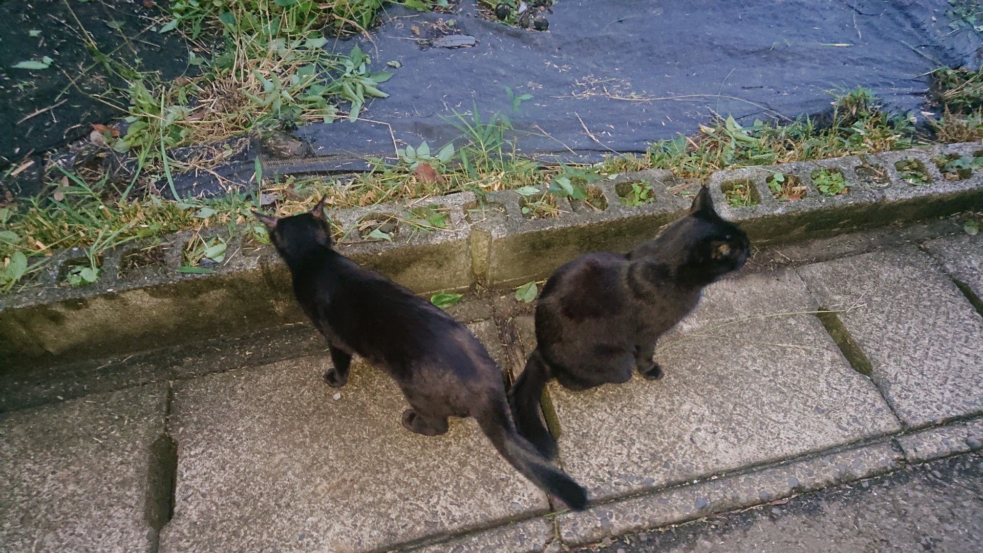 夕暮れ時の猫たちと Shinryのにゃんこがーでん 楽天ブログ