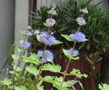 20140924段菊.jpg