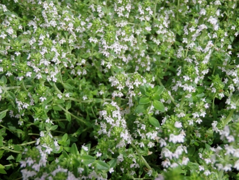 タイムの花