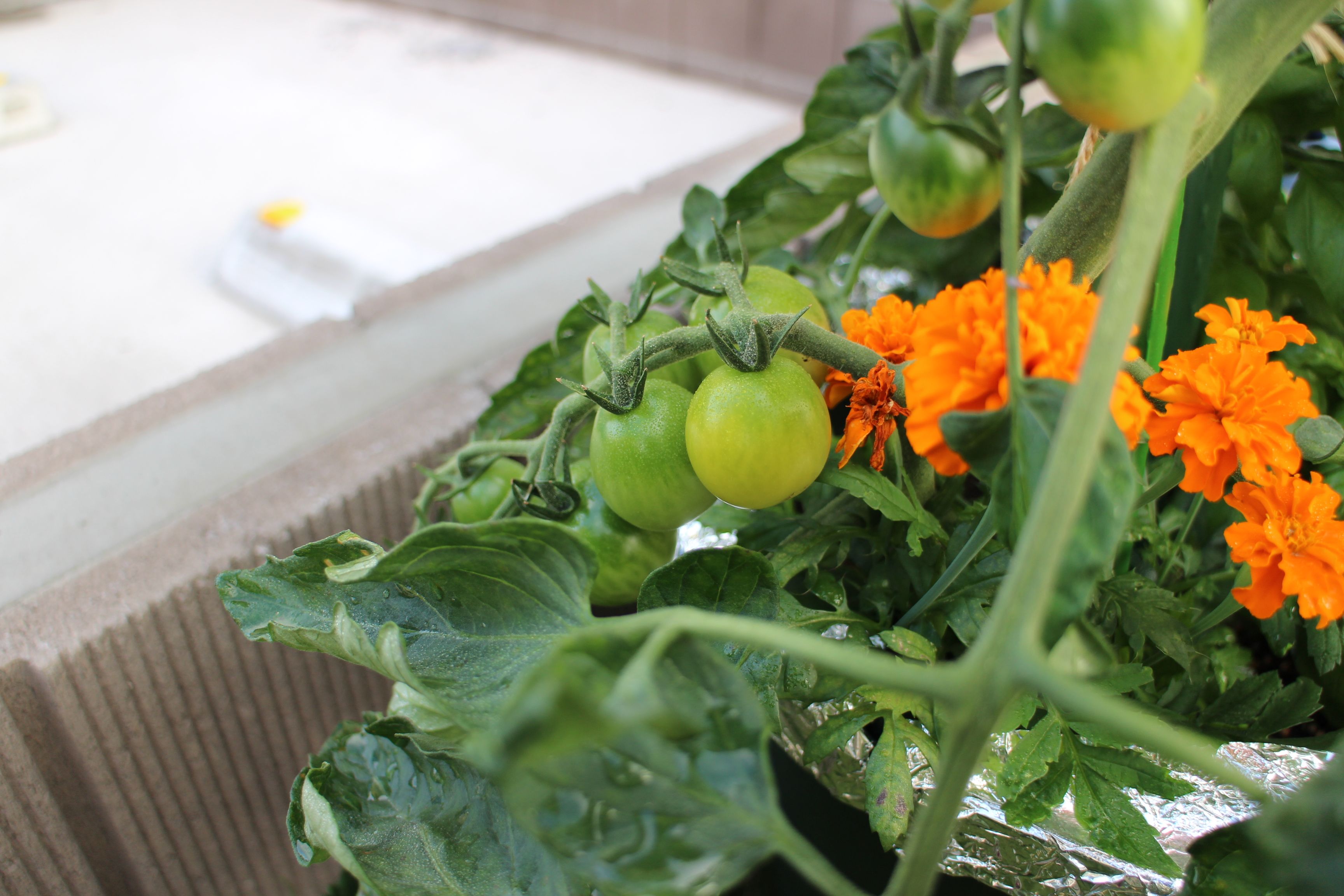 rou's little garden