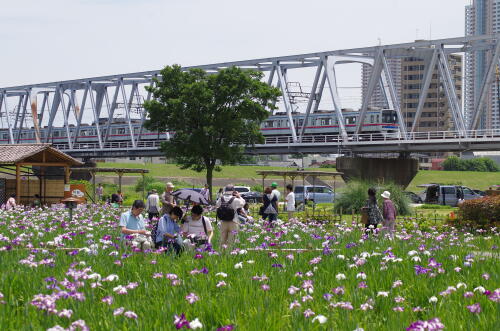 小岩菖蒲園にて