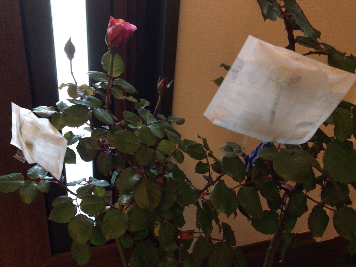 薔薇の交配 リベンジ のんびり好きなこと書くよ 楽天ブログ