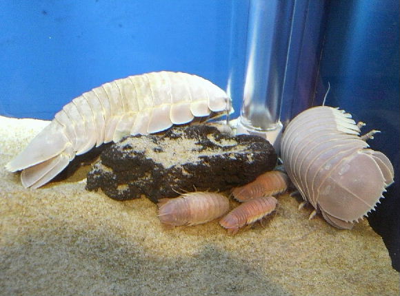 ダイオウグソクムシ.JPG