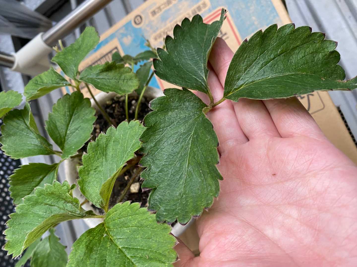 いちご不調 つむはる育児日記 楽天ブログ