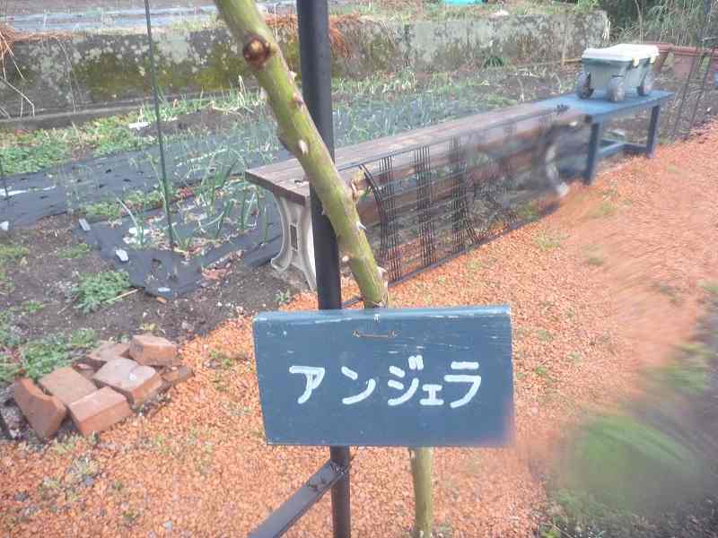 アンジェラの新芽。