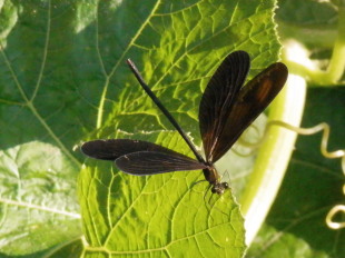 黒蜻蛉　8.20　2014