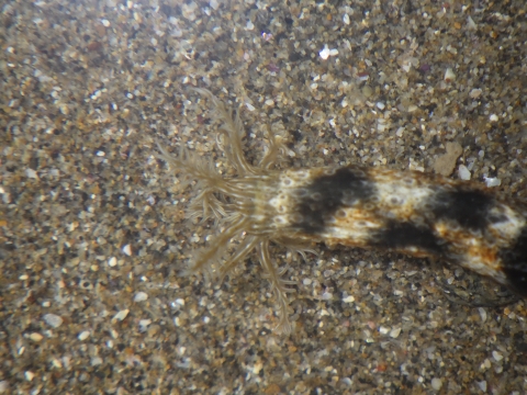 オオイカリナマコ（Synapta maculata）2　串本採集2016年10月　本州2例目