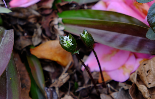 2016 03 31_2403.jpg