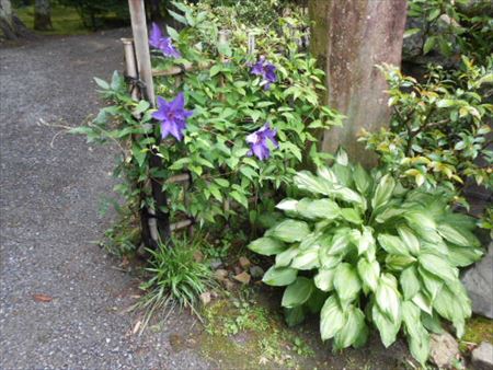 京都　鷹峯　常照寺