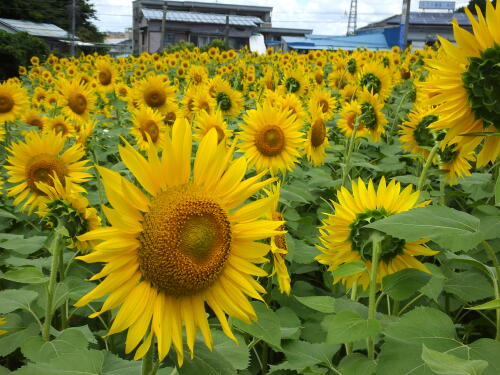 上大岡・大賀の郷のひまわり畑